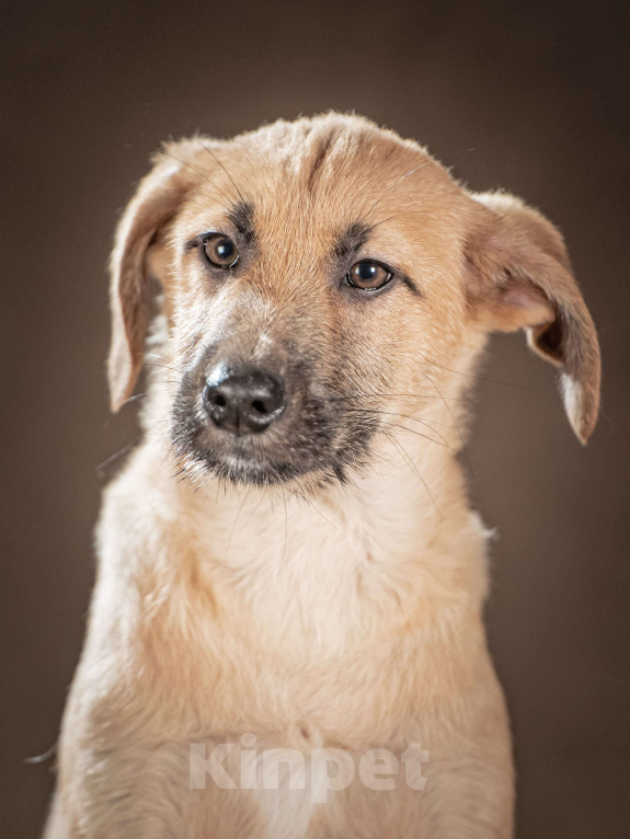 Собаки в Клине: Мачо — мужественный и добрый парень, который хочет стать вашей надёжной опорой и верным другом Мальчик, Бесплатно - фото 4