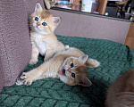 Кошки в Ростове-на-Дону: Шотландские котята золотая шиншилла Мальчик, 12 000 руб. - фото 10