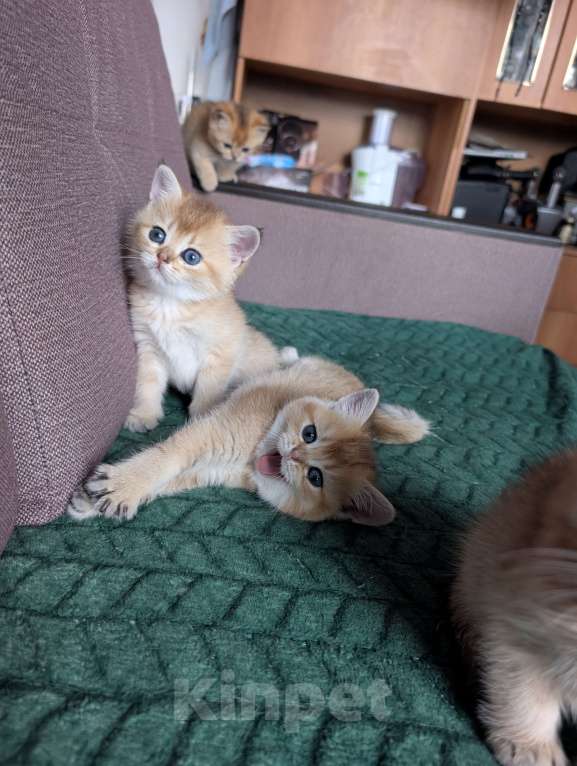 Кошки в Ростове-на-Дону: Шотландские котята золотая шиншилла Мальчик, 12 000 руб. - фото 10