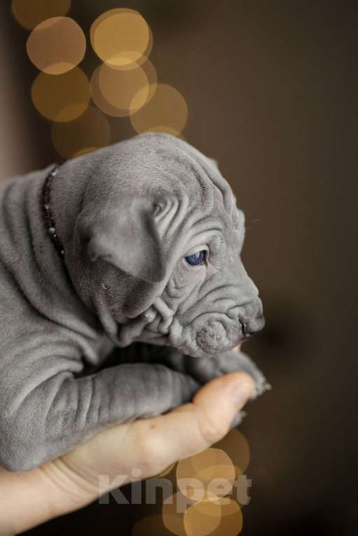 Собаки в Санкт-Петербурге: Щенок тайского риджбека Мальчик, 130 000 руб. - фото 7