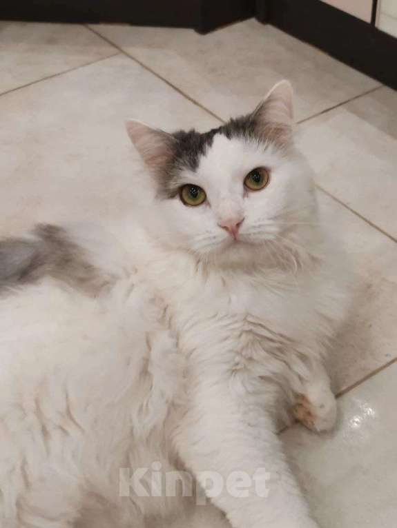 Кошки в Москве: Тискательный пирожок Джери ждет свою семью Мальчик, Бесплатно - фото 5