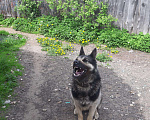 Собаки в Твери: Вязка кобеля, 2 500 руб. - фото 6