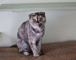 Кошки в Советске (Калининградская область): Кошечка в добрые руки!, 500 руб. - фото 4