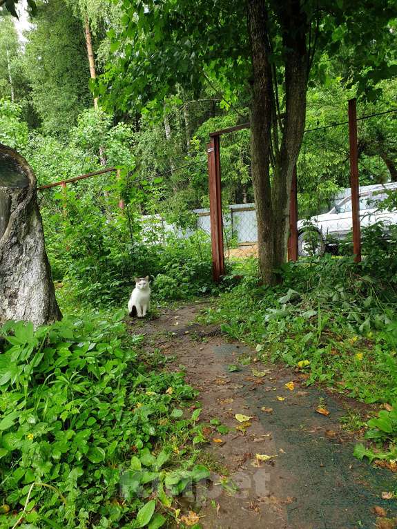 Кошки в других городах Московской области: Найден кот/кошка Мальчик, Бесплатно - фото 1