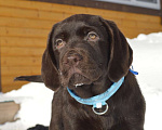 Собаки в Химках: Щенки лабрадора шоколадного окраса Мальчик, 70 000 руб. - фото 1