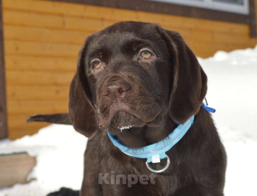 Собаки в Химках: Щенки лабрадора шоколадного окраса Мальчик, 70 000 руб. - фото 1