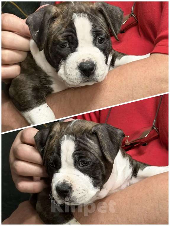 Собаки в Волхове: Продам щенка амстафф, американский стаффордширский терьер Мальчик, 80 000 руб. - фото 6