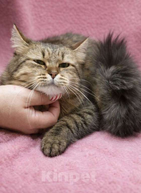 Кошки в Москве: Кошечка Белка ищет дом Девочка, Бесплатно - фото 2