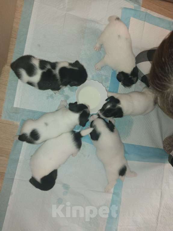 Собаки в других городах Красноярского края: Щенок мальчик Мальчик, 15 000 руб. - фото 5