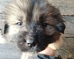 Собаки в Красноярске: Щенки кавказской овчарки Мальчик, 12 000 руб. - фото 2