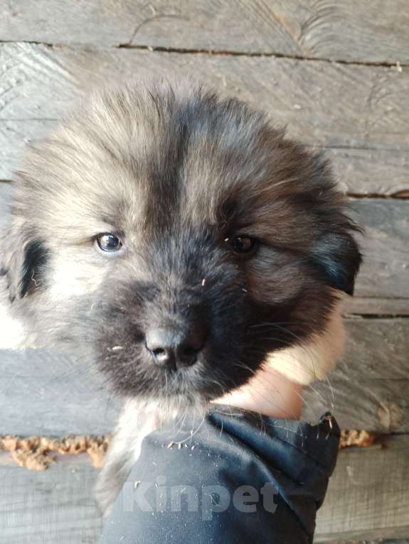 Собаки в Красноярске: Щенки кавказской овчарки Мальчик, 12 000 руб. - фото 2