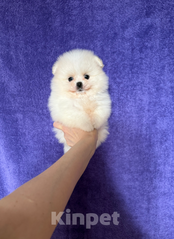 Собаки в Москве: Мини малышка Девочка, 30 000 руб. - фото 1