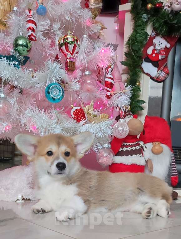 Собаки в Санкт-Петербурге: Корги пемброк девочка  Девочка, 80 000 руб. - фото 1