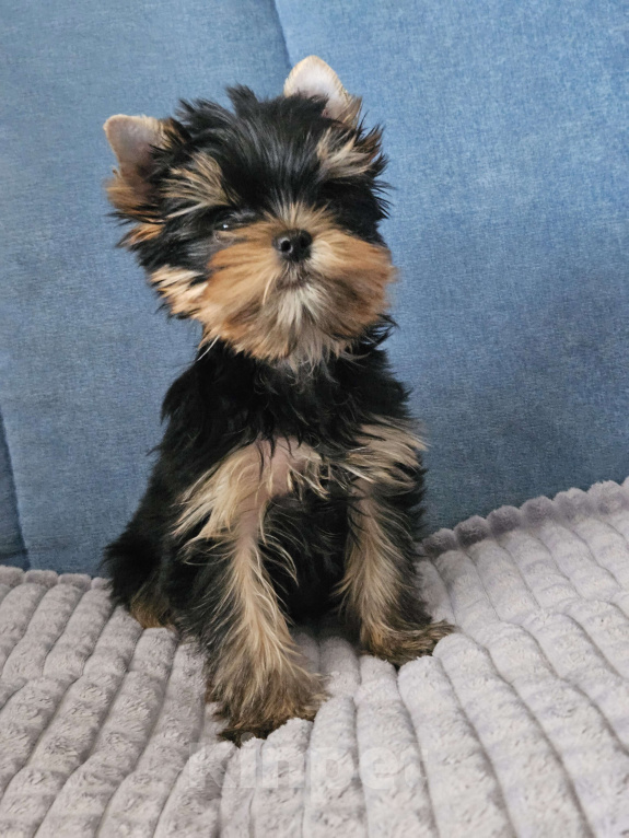 Собаки в Москве: Мальчик йорка Мальчик, 40 000 руб. - фото 6