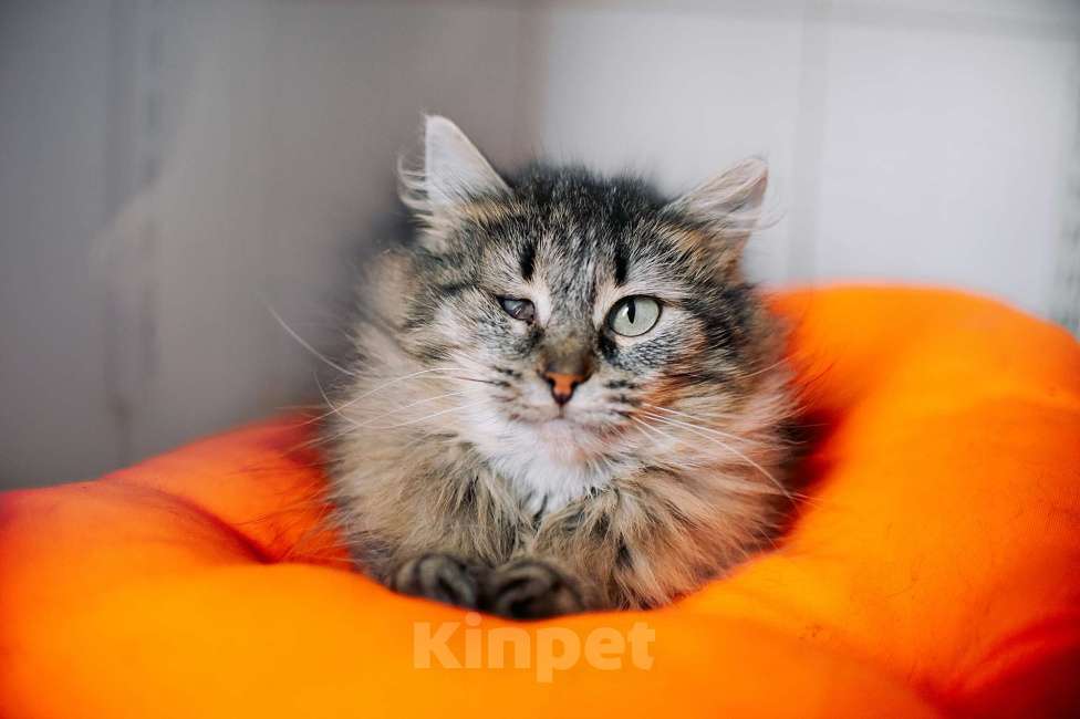 Кошки в других городах Московской области: Лакрица мечтает найти свой дом Девочка, Бесплатно - фото 3