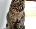 Кошки в Москве: Очаровательная Манечка, ласковый тигровый котенок ищет дом Девочка, 10 руб. - фото 2