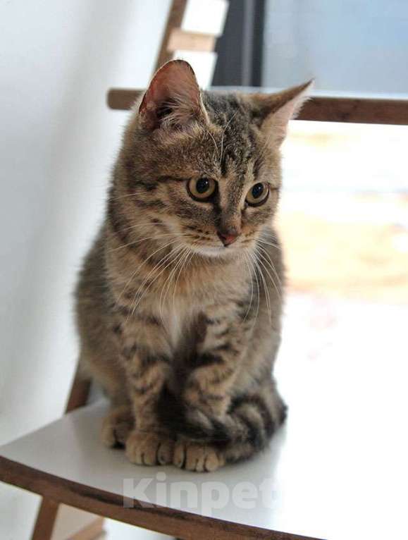 Кошки в Москве: Очаровательная Манечка, ласковый тигровый котенок ищет дом Девочка, 10 руб. - фото 2