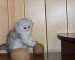 Кошки в Санкт-Петербурге: Скоттиш фолд Мальчик, 45 000 руб. - фото 4