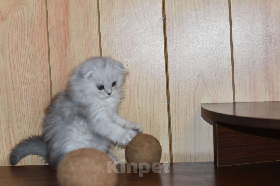 Кошки в Санкт-Петербурге: Скоттиш фолд Мальчик, 45 000 руб. - фото 4