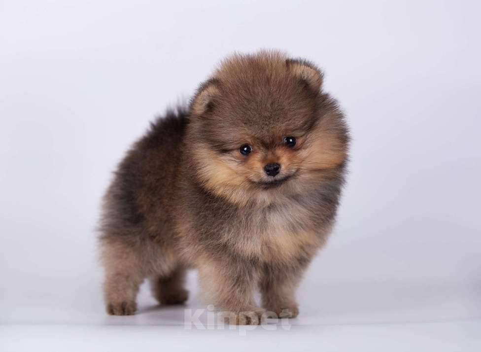 Собаки в Нижнем Новгороде: Мальчики померанского (той)шпица Мальчик, 50 000 руб. - фото 2