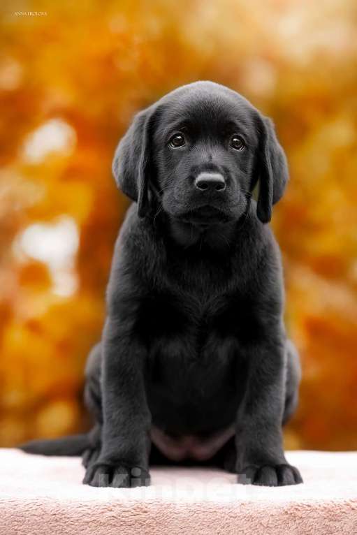 Собаки в Ярославле: Щенки лабрадора,девочки Девочка, 60 000 руб. - фото 4