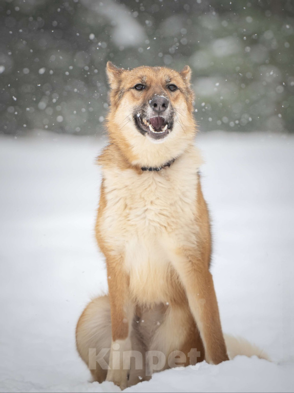 Собаки в Клине: Кешью — трепетная девочка скучает в приюте без своего человека Девочка, Бесплатно - фото 8