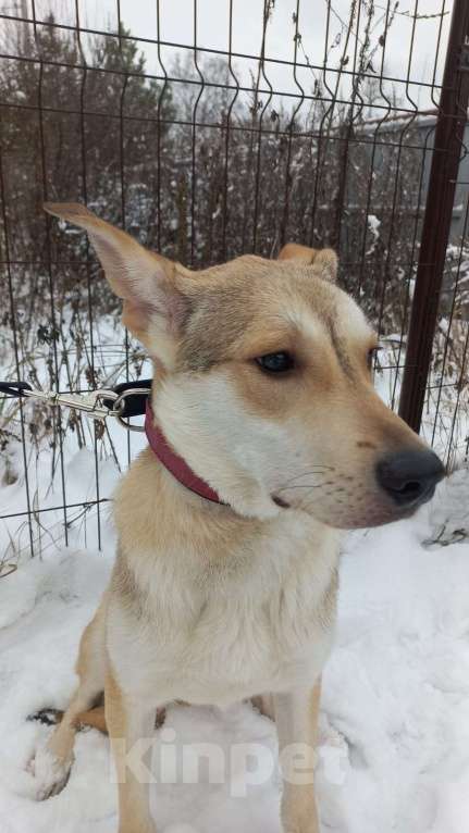 Собаки в Москве: Собаке не везёт год Мальчик, Бесплатно - фото 2