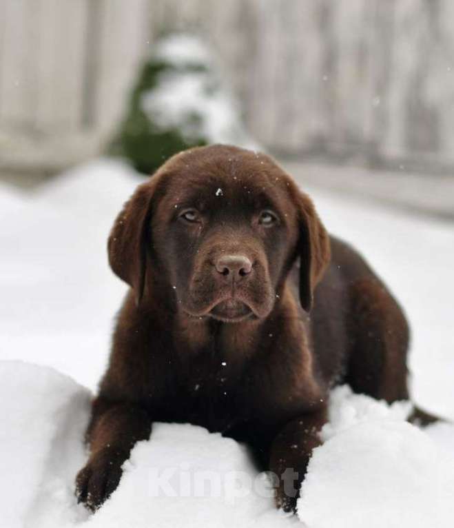 Собаки в Задонске: Девочка Лабрадора Мальчик, 65 000 руб. - фото 4