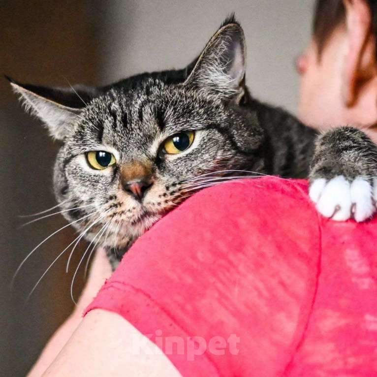 Кошки в Москве: Кики не выживет на улице... Девочка, Бесплатно - фото 5