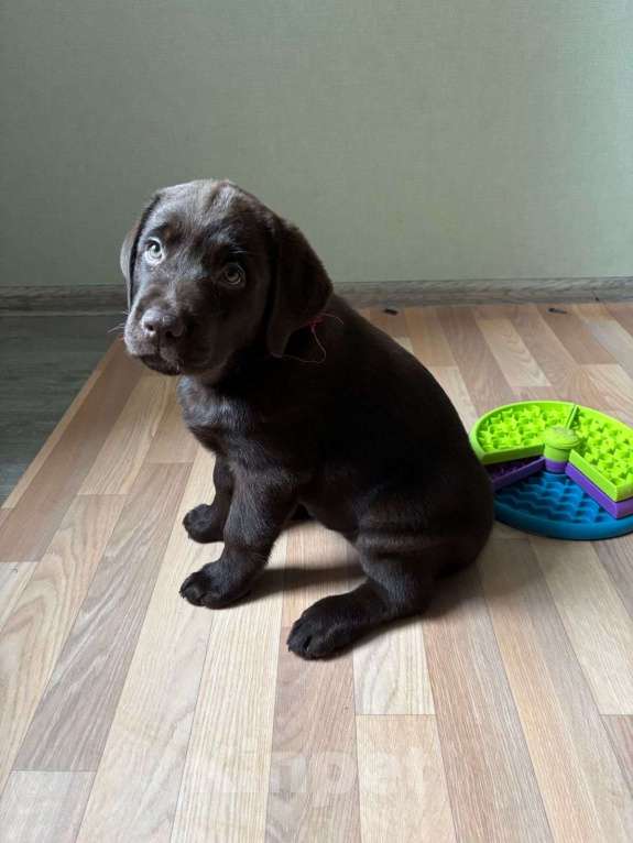 Собаки в Люберцах: Элитный щенок ЛАБРАДОРА- РЕТРИВЕРА девочка Brava Fortuna Agremia - (удачливая Агремия Девочка, 100 000 руб. - фото 7
