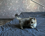 Кошки в Новосибирске: Котенок манчкин  Мальчик, 20 000 руб. - фото 7