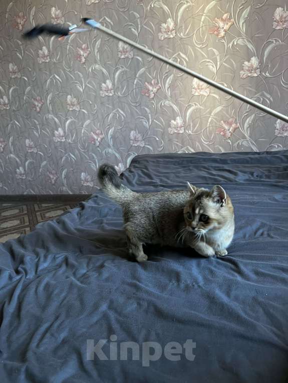 Кошки в Новосибирске: Котенок манчкин  Мальчик, 20 000 руб. - фото 7