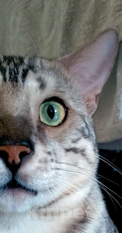 Кошки в Ивантеевке: Бенгальский кот. Серебро/уголь. Вязка Мальчик, 20 000 руб. - фото 2