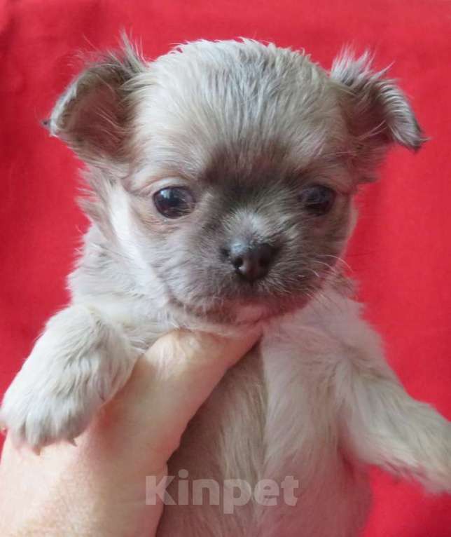 Собаки в Санкт-Петербурге: чихуахуа девочка Девочка, 60 000 руб. - фото 4