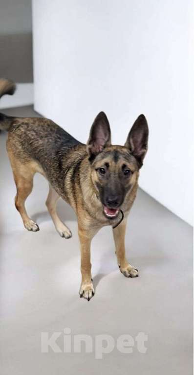 Собаки в Липецке: Амур в хорошие руки  Мальчик, Бесплатно - фото 4