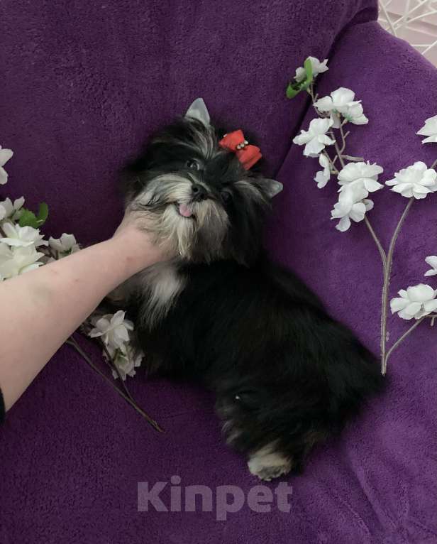 Собаки в Москве: Чёрный йорк девочка стандарт кукольная Девочка, 70 000 руб. - фото 5