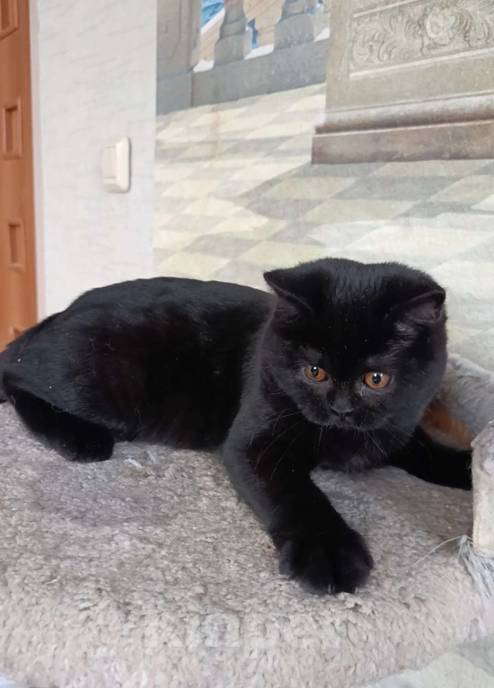 Кошки в Санкт-Петербурге: Черная британская красотка Девочка, 50 000 руб. - фото 4