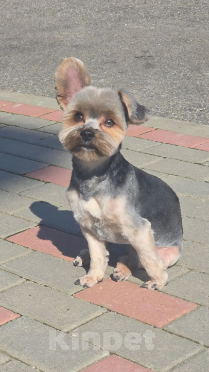 Собаки в Краснодаре: Прошу о помощи 🙏  Потерялась 🐕 собака йоркширский терьер Мальчик, 50 000 руб. - фото 1