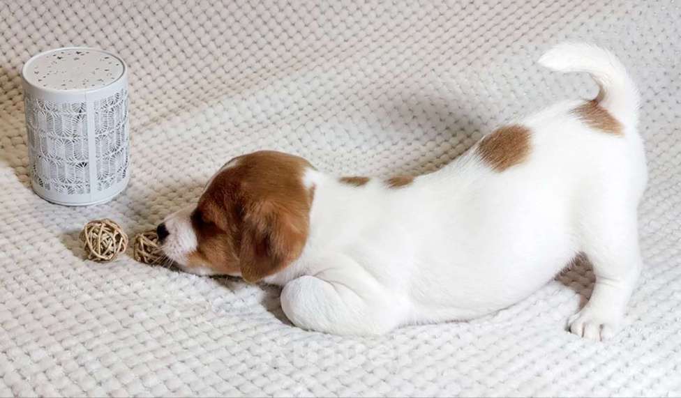 Собаки в Москве: Мальчик Джек Рассел терьера Мальчик, 55 000 руб. - фото 3