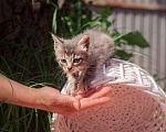Кошки в Москве: Котенок Бисквит ищет дом Мальчик, Бесплатно - фото 2