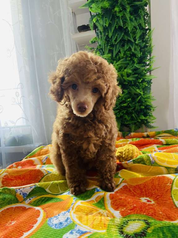 Собаки в Омске: Щенок той пудель,карликовый пудель Мальчик, 50 000 руб. - фото 2