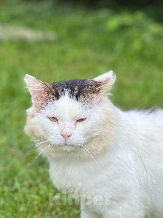 Кошки в Можайске: Марс кот настоящий. Такой же завораживающий, как планета, чьим именем он назван. Приносит удачу! Мальчик, Бесплатно - фото 6