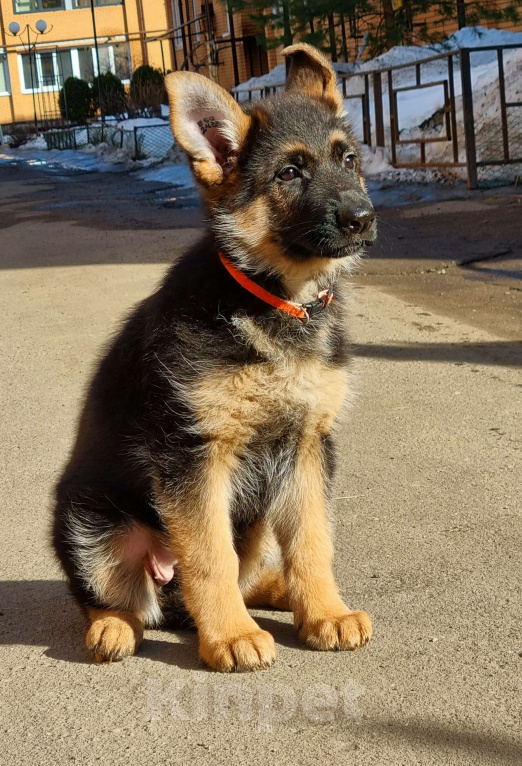 Собаки в Одинцово: Щенки немецкой овчарки Девочка, Бесплатно - фото 2