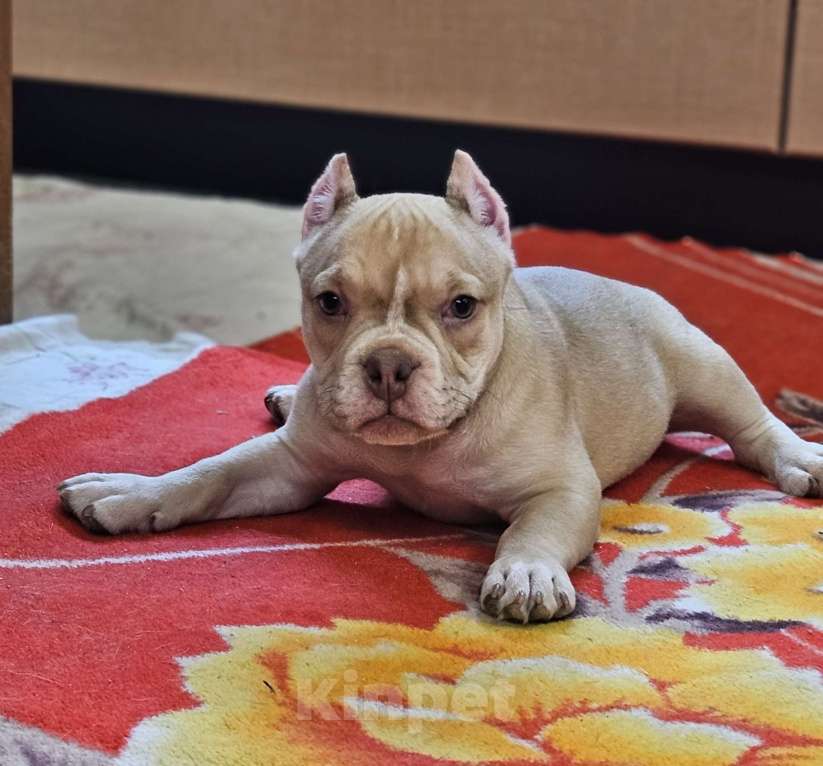 Собаки в Новосибирске: Девочки Американского булли Девочка, Бесплатно - фото 3