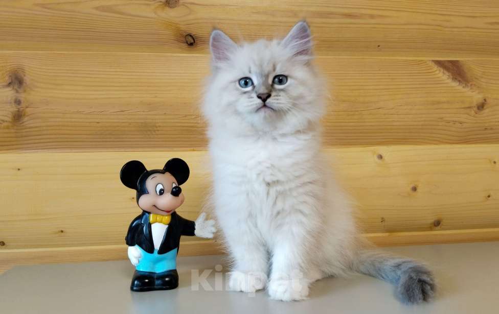 Кошки в Санкт-Петербурге: Невские маскарадные котята Мальчик, 50 000 руб. - фото 9