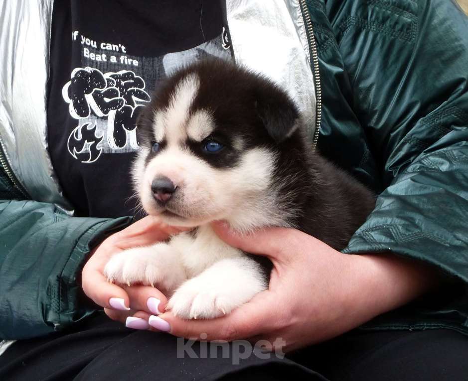 Собаки в Воронеже: Щенок Хаски Мальчик, 40 000 руб. - фото 4