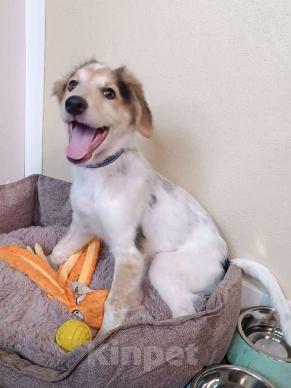 Собаки в Москве: Космический щенок Плутон Мальчик, Бесплатно - фото 5