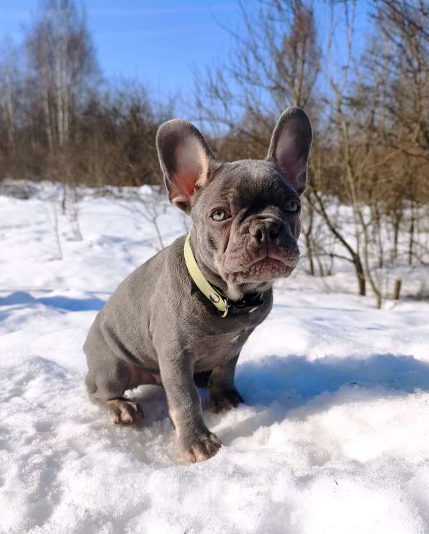 Собаки в других городах Московской области: Лиловый щенок Мальчик, 95 000 руб. - фото 2