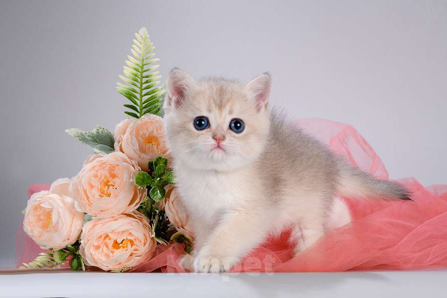 Кошки в Москве: Британские котята. Золотые шиншиллы Мальчик, Бесплатно - фото 6