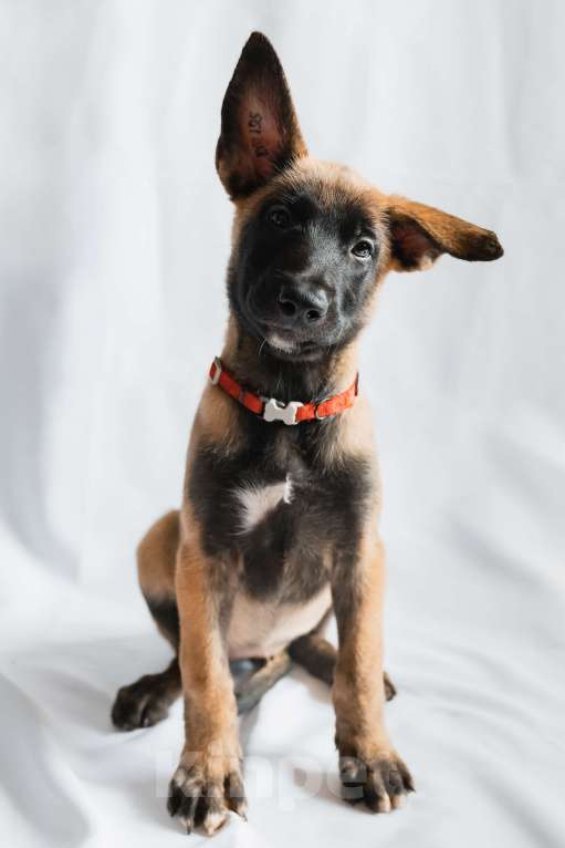 Собаки в Новосибирске: Девочка малинуа Девочка, 55 000 руб. - фото 1